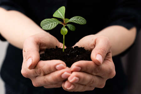 environment Earth Day In the hands of trees growing seedlings. Female hand holding tree sproutの写真素材
