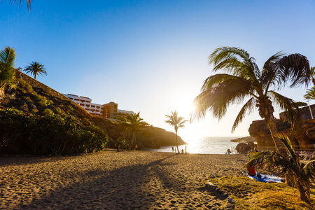 Palm Trees - Perfect palm trees against a beautiful blue sky and the ocean, tenerifeの写真素材