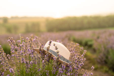 Summer hat over lavender flowers against sunlightの写真素材
