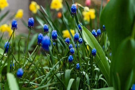 Tulips and muscari grape hyacinth growing in a garden flowerbed, spring flower bedの写真素材