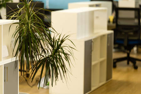 houseplants, palm trees in the interiorの写真素材