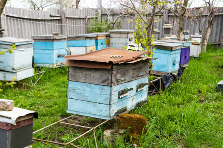 Rows of hives under branches with cherry blossoms. Apiary in the spring in aperil. Honeybees collecting pollen from white flowers in garden.の写真素材