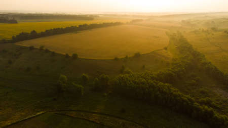 Lavender flower in the field panoramic viewの写真素材