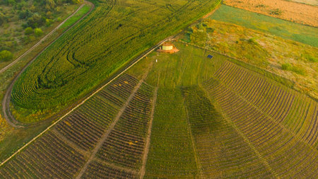 Lavender flower in the field panoramic viewの写真素材