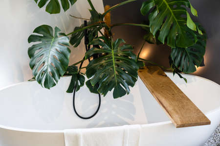A fragment of the interior with potted indoor plants and palm trees. Home gardening. Houseplants and urban jungle concept.の写真素材