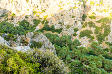 Palms near green river in Preveli, Crete island, Greeceの写真素材