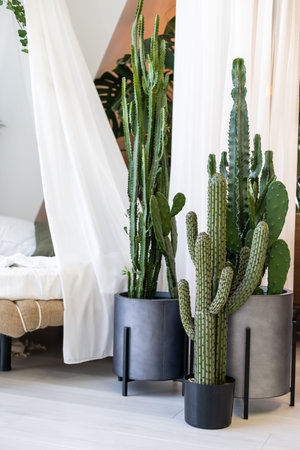cactus plant used as interior decorativeの写真素材