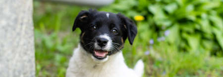 Cute black and white smile happy puppyの写真素材