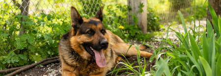 dog, German shepherd lies on a green young grass among Flowersの写真素材