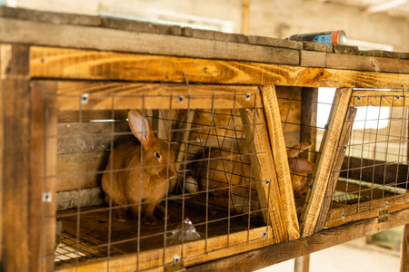 Brown bunny In a cage. brown rabbitの写真素材
