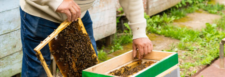 beekeepers hand holds empty eaten honeycombs