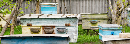 Rows of hives under branches with cherry blossoms. Apiary in the spring in aperil. Honeybees...