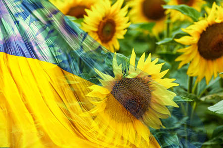 flag of ukraine, sunflowers are a symbol of Ukraineの写真素材
