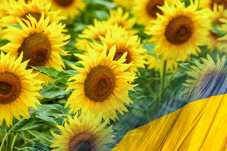 Flag of Ukraine - The Sunflower is the national flower of Ukraine.の写真素材
