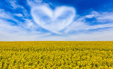 sunflowers field, heart clouds. nature.の写真素材