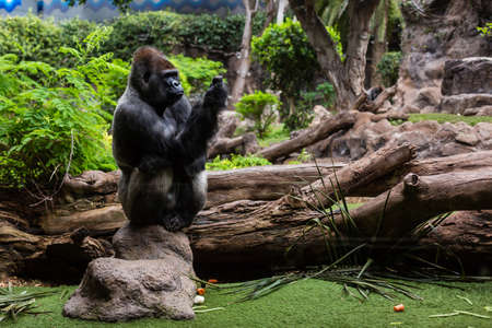 Silver back gorilla looking alert and menacing against a natural backgroundの写真素材