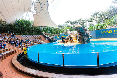 loro park, Tenerife, Spain; January 7, 2020: Sea Lions Show in Loro Parque.