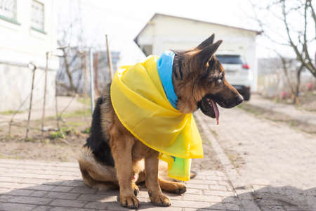 german shepherd patriot of Ukraine, flag of ukraineの写真素材