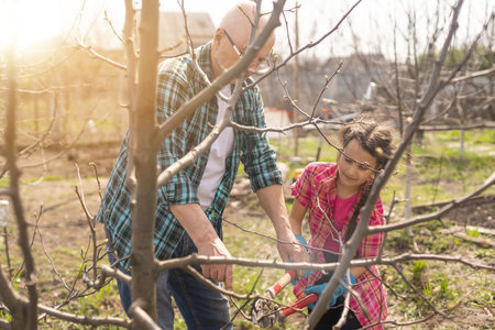 Senior grandfather and granddaughter gardening in the backyard garden.