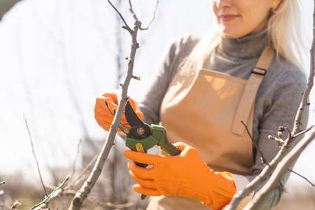 Pruning trees in autumn garden. Close-up of hands in yellow gloves and pruning shears trimming old branches.の写真素材