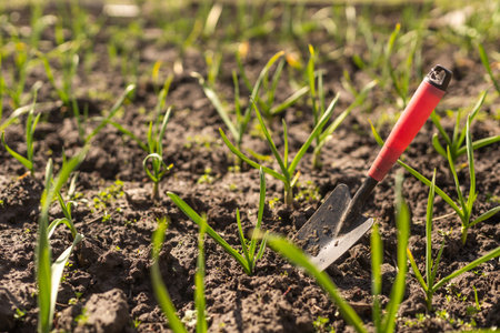 Young green spring shoots of garlic on a sunny day against a background of dark soil