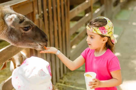 cute little kid feeding a goat at farmの写真素材