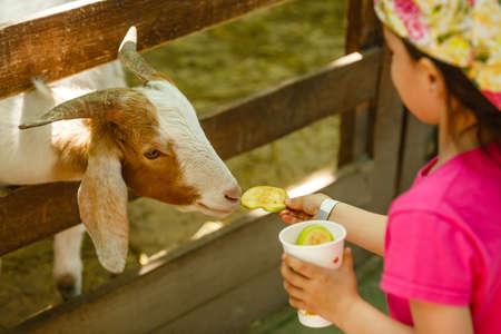cute little kid feeding a goat at farmの写真素材