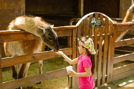 cute little kid feeding a goat at farmの写真素材