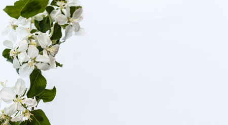 Fresh branch of white cherry blossoms on light pink background. Pastel color. Flat lay. Closeup. Empty place for inspirational text, lovely quote or positive sayings.の写真素材
