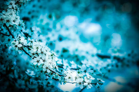 Cherry blossoms over blurred nature background. Spring flowers. Spring Background with bokehの写真素材