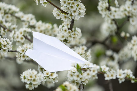 Peach blossom on white background and paper plane