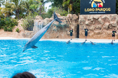 PUERTO DE LA CRUZ, TENERIFE - January 7, 2020: Dolphin show in the Loro Parque, which is now Tenerifes second largest attraction with europes biggest dolphin pool.のeditorial素材
