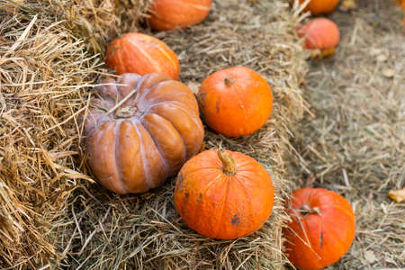 Orange pumpkins in the field for hallowen and fall backgroundの写真素材
