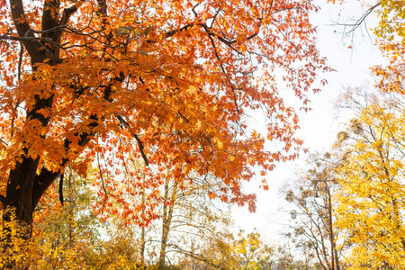 beautiful autumn park at sunny weather