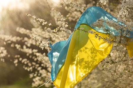 flag of ukraine in a flowering tree in the garden in spring. Ukrainian patriotic symbols, flag...