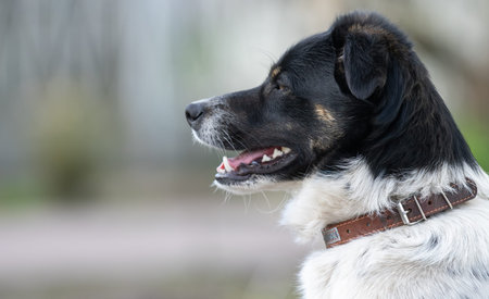 Portrait of a mongrel cute young dog.
