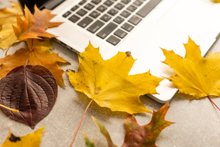 Workspace with yellow and red maple leaves. Desktop with laptop, fallen leaves on grey wooden background. Flat lay, top view.の写真素材
