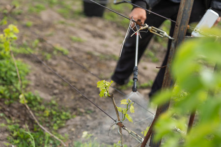 Farmer spraying vegetable green plants in the garden with herbicides, pesticides or insecticides