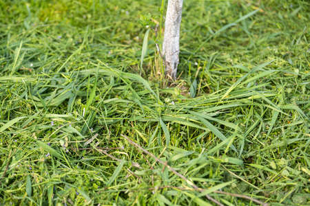 mown grass. the process of mowing tall grass with a trimmerの写真素材