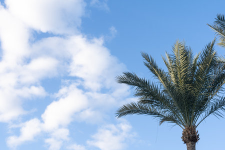 Palm trees against blue skyの写真素材