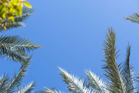 Palm trees against blue skyの写真素材