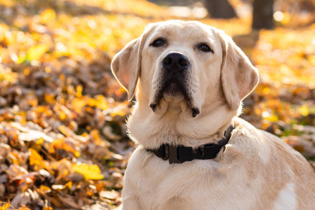 labrador tethered and waiting near the pole