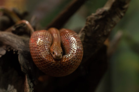 Orange corn snake wrapped around a stick