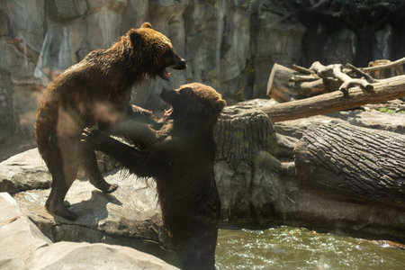 Two brown bears play in a pool