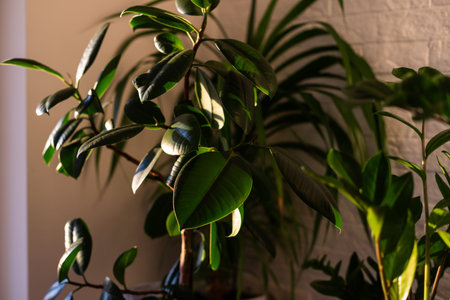 Indoor plants display. House plants.の写真素材