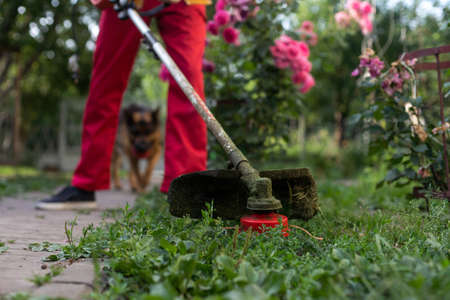 Mowing grass with electric lawn mower. Garden work concept. Man mows the grass with hand mower in the gardenの写真素材
