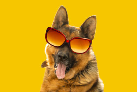 Cool German Shepherd Dog in mirrored sunglassesの写真素材