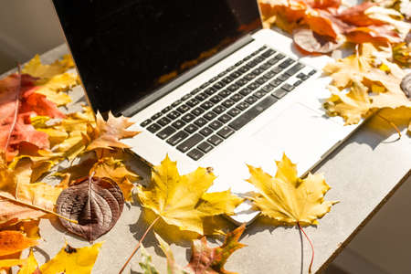 Workspace with yellow and red maple leaves. Desktop with laptop, fallen leaves on grey wooden backgroundの写真素材