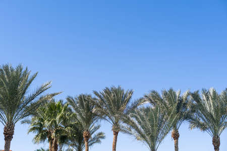 cloudy sky landscape and palm branchesの写真素材