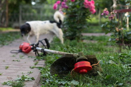 Mowing grass with electric lawn mower. Garden work concept. Man mows the grass with hand mower in...